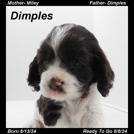 puppy, for, sale, Cocker Spaniel, Joe & Cherri  Overlease, dog, breeder, Miller, MO, dog-breeder, puppy-for-sale, forsale, nearby, find, puppyfind, locator, puppylocator, aca